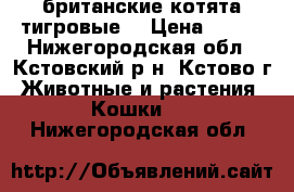 британские котята тигровые. › Цена ­ 500 - Нижегородская обл., Кстовский р-н, Кстово г. Животные и растения » Кошки   . Нижегородская обл.